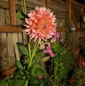 Meet your Posher, Roxie